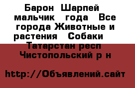 Барон (Шарпей), мальчик 3 года - Все города Животные и растения » Собаки   . Татарстан респ.,Чистопольский р-н